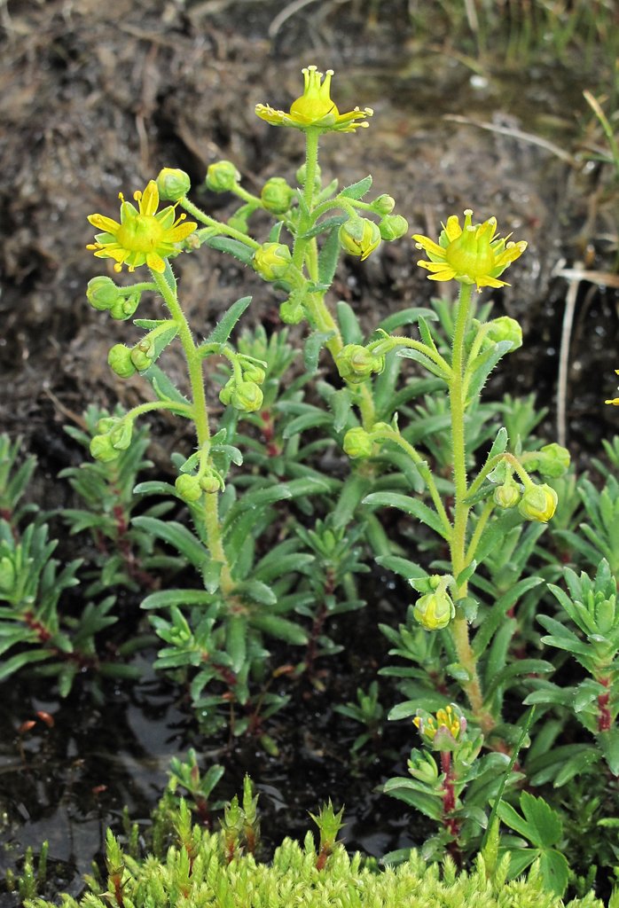 Saxifraga aizoides